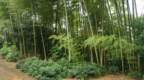 天仙镇：科学施肥&nbsp;壮大竹产业(图3)
