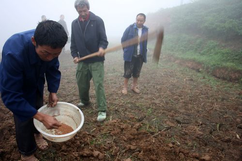 龙车镇：农超对接&nbsp;打造品牌萝卜(图1)
