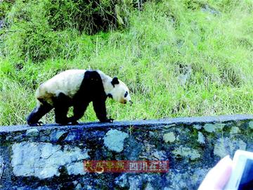 天全县：1个月内3次发现野生大熊猫