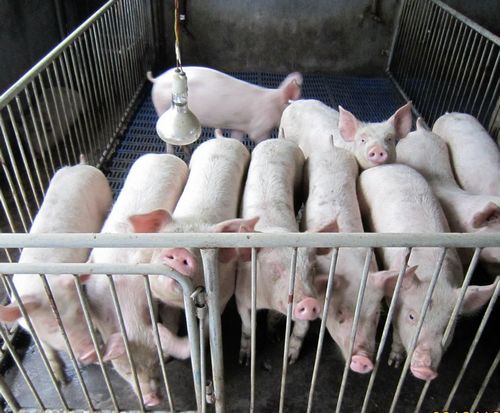 四川宜宾县推进养殖标准化&nbsp;打造猪兔“放心肉”(图3)