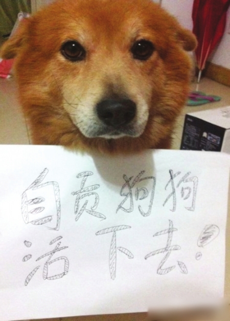 保卫自贡1000只狗&nbsp;凌晨一条微博牵动众网友(图3)