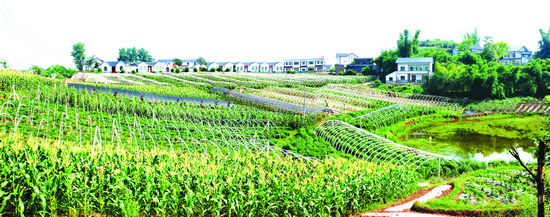 江阳新农村建设江北示范片:"以城带乡"引发"破茧化蝶"