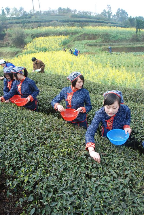 泸州纳溪区强力推进30万亩特早茶基地建设(图2)