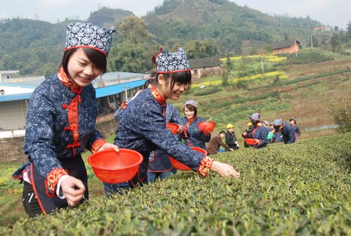 泸州纳溪区强力推进30万亩特早茶基地建设(图1)