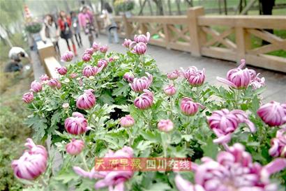 去成都看100万盆秋菊绽放