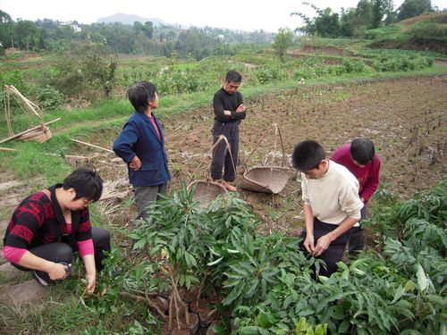 合江县先市镇：惠民荔枝苗温暖群众心