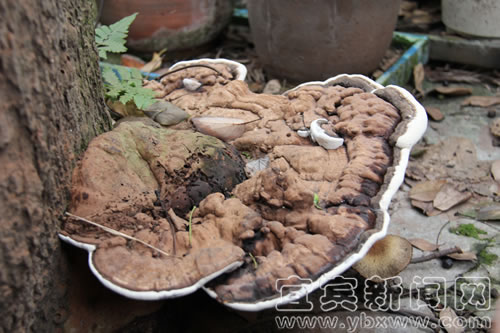 宜宾:江北苗木基地现“巨型木灵芝”(图1) 宜宾:江北苗木基地现“巨型木灵芝”(图1)