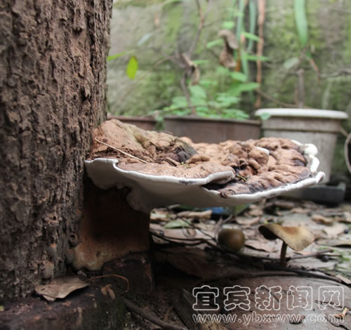 宜宾:江北苗木基地现“巨型木灵芝”(图2) 宜宾:江北苗木基地现“巨型木灵芝”(图2)