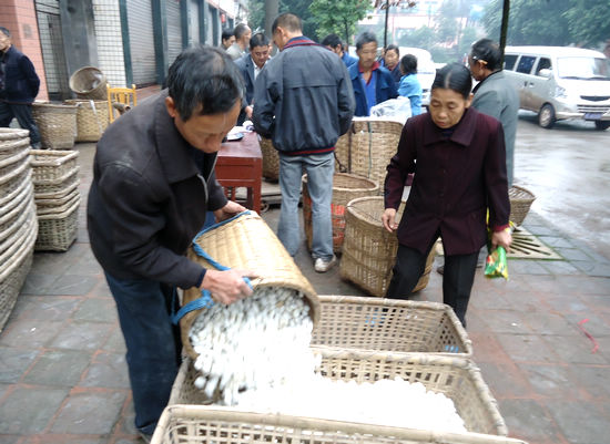 丰乐镇：秋蚕产量稳定收入增