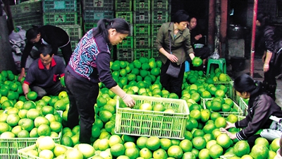 柚子多了:威远商贩“连起卖”