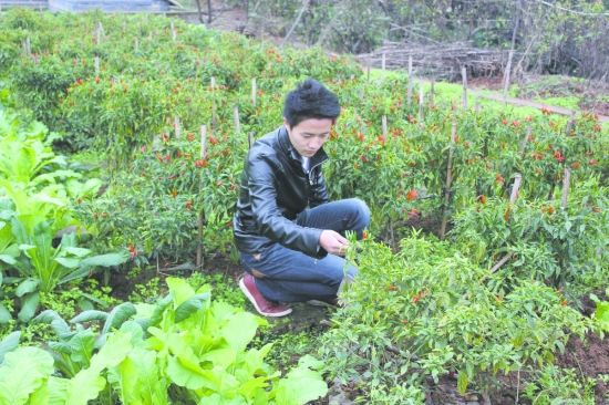 宜宾现实版开心农场 “偷菜”的少了(图1) 宜宾现实版开心农场 “偷菜”的少了(图1)