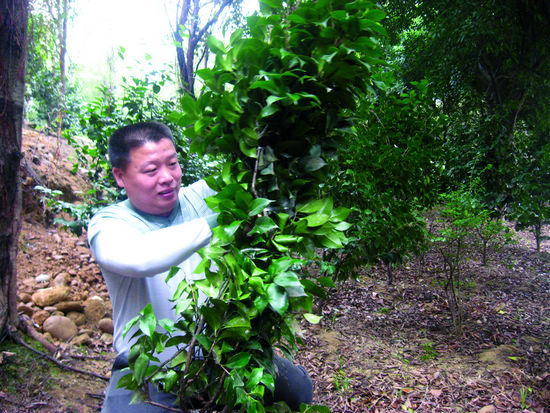 张兴权种花木&nbsp;锦绣“钱”程种出来