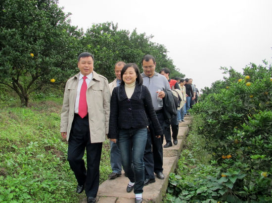 宜宾高县焦村镇考察团莅临通滩镇考察甜橙产业发展(图1) 宜宾高县焦村镇考察团莅临通滩镇考察甜橙产业发展(图1)