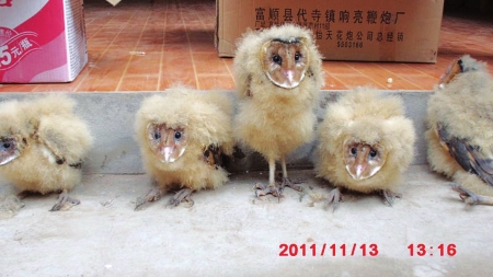 山上捉到5只怪鸟一查原是猴面鹰(图1)