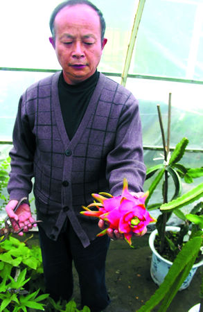 闹市屋顶上&nbsp;火龙果熟了(图1)