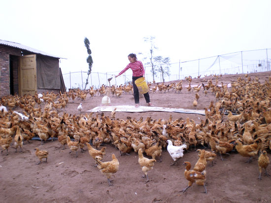 方洞镇：农家女返乡致富成典范(图1)