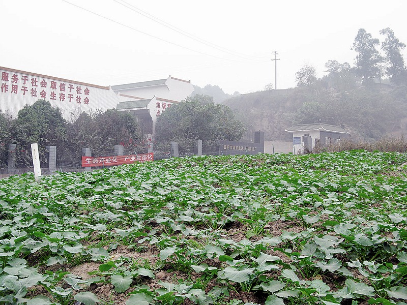宜宾一垃圾场覆土种出蔬菜&nbsp;吃不得(图1)