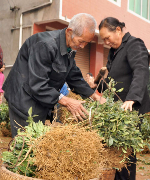 大渡口镇：村民喜领茶树苗(图1)