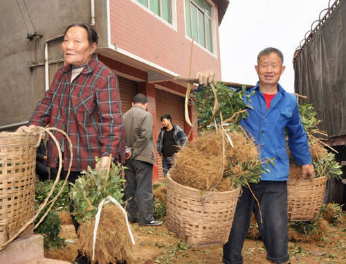 大渡口镇：村民喜领茶树苗(图2)