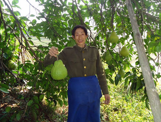 二里乡：党员传帮带&nbsp;柚香惹人喜(图1)