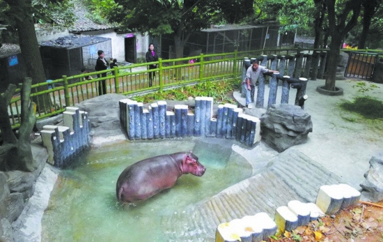 宜宾动物园河马过冬泡温泉(图1)