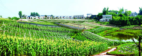 泸州江阳区“绿色工厂”：生态蔬菜香飘四季