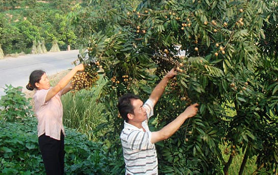 太伏龙眼获农业部无公害农产品认证(图1)