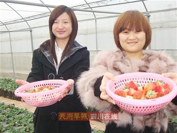 这个冬天 去双流(合江)吃冬草莓喽(图1) 这个冬天 去双流(合江)吃冬草莓喽(图1)