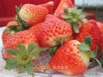 这个冬天&nbsp;去双流（合江）吃冬草莓喽