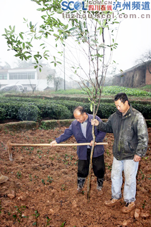 “岩茶坝果”&nbsp;泸州护国镇万亩茶园做起增效新文章(图2)