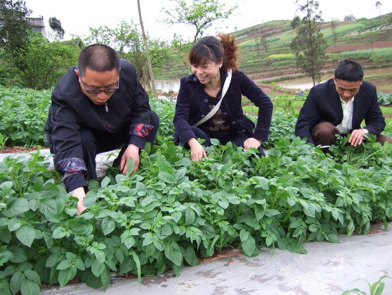 内江一实验稻田亩产达831.8公斤&nbsp;创川东南最高纪录(图2)