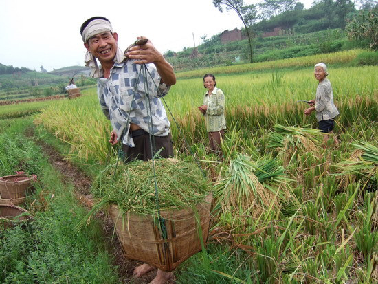 内江一实验稻田亩产达831.8公斤&nbsp;创川东南最高纪录(图1)