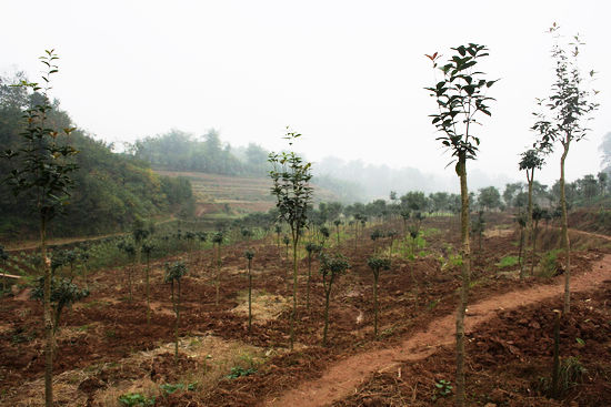 龙车镇党委书记余云江：临中国酒城&nbsp;识龙车桂乡(图5)