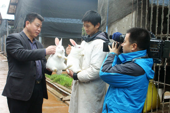 中国兔业何处去&nbsp;央视赴川寻良方(图1)