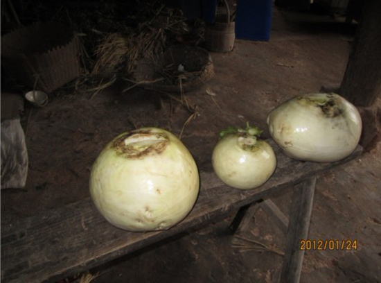 宜宾柳嘉现7斤多本地圆萝卜 去过太空?(图2) 宜宾柳嘉现7斤多本地圆萝卜 去过太空?(图2)
