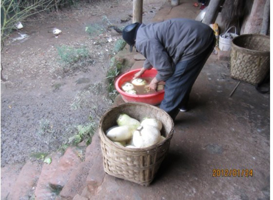 宜宾柳嘉现7斤多本地圆萝卜 去过太空?(图1) 宜宾柳嘉现7斤多本地圆萝卜 去过太空?(图1)