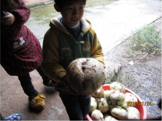 宜宾柳嘉现7斤多本地圆萝卜 去过太空?(图3) 宜宾柳嘉现7斤多本地圆萝卜 去过太空?(图3)