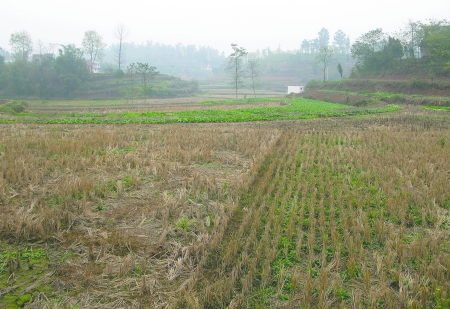 川南连旱&nbsp;近300万亩稻田缺水无法适期正常栽插(图1)