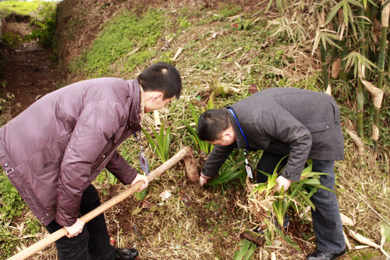 打古镇：开展绿化美化义务劳动(图3)