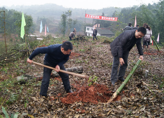 大石乡：别样年味植树匆&nbsp;百余干群种竹忙(图1)
