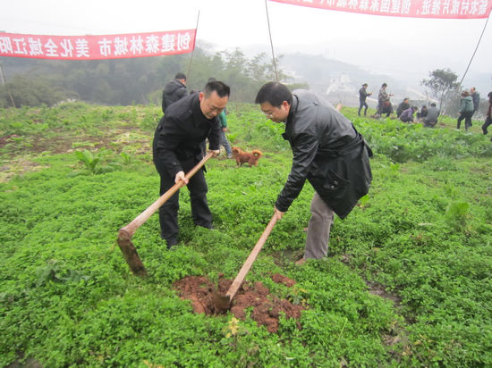 华阳街道：节后首日全民义务植树为新春添绿(图2)
