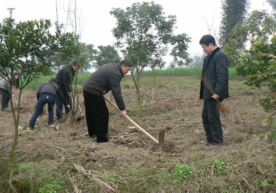 牛滩镇：义务植树贺新春&nbsp;绿化家园促发展(图2)