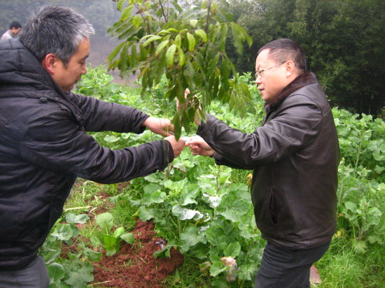蓝田街道：干群齐行动&nbsp;山坡再添绿(图1)