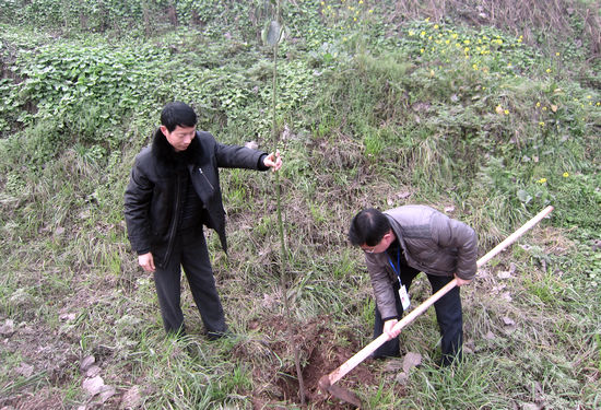方洞镇：义务植树贺新春(图2)