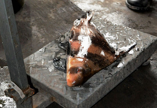 泸州打响春季禁渔第一枪&nbsp;禁渔首日餐馆查出胭脂鱼(图5)