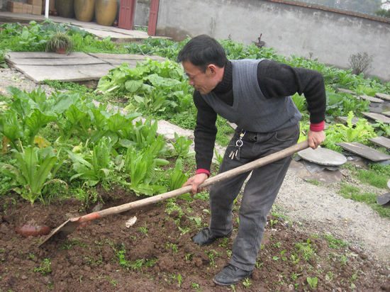 稀奇!菜地种满酒坛子(图1) 稀奇!菜地种满酒坛子(图1)