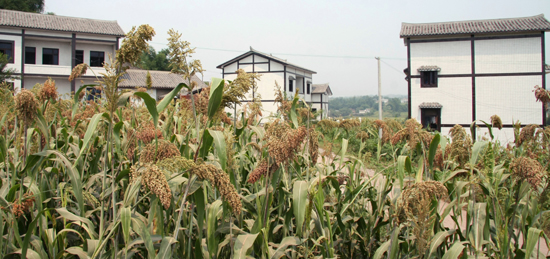 酒业第一镇江阳第二城&nbsp;黄舣引领江南新区新发展(图1)
