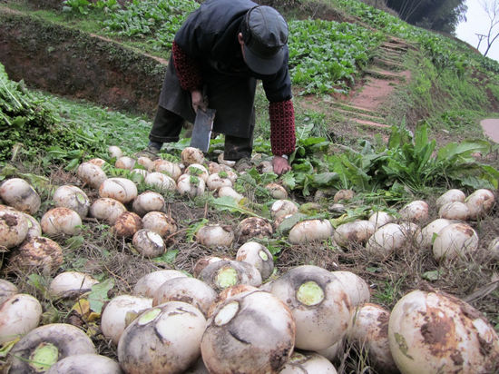 龙车镇：鼓楼山特产“大白萝卜”受欢迎(图1)