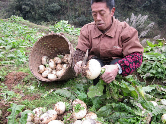 龙车镇：鼓楼山特产“大白萝卜”受欢迎(图2)