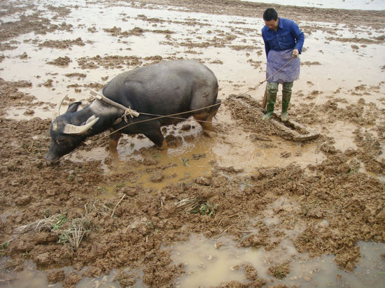 白米乡：万亩粮食增产示范基地拉开春耕大幕(图2)